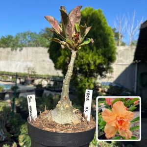 1808 95 Big Caudex Sol Nascente