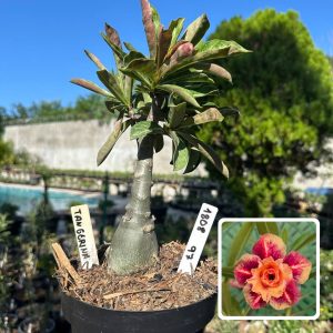 1808 97 Big Caudex Tangerina