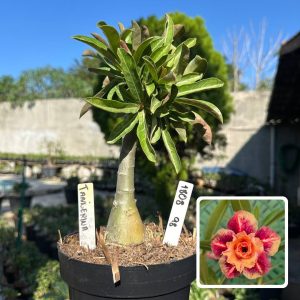 1808 98 Big Caudex Tangerina