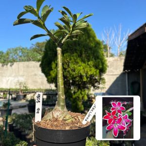 1808 99 Big Caudex Estrelinha