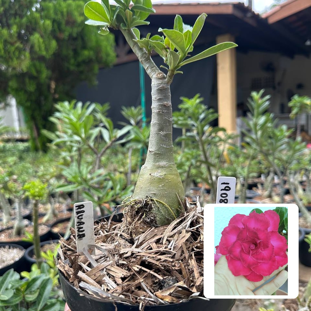 1908 01 Big Caudex Aruana
