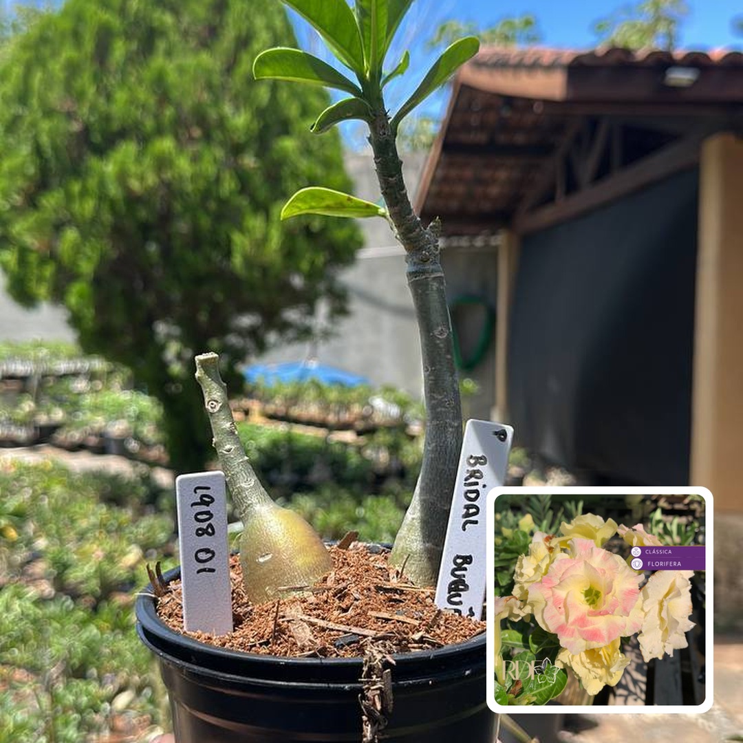 1908 01 Rosa do Deserto Bridal Buquê