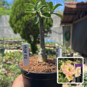 1908 02 Rosa do Deserto Bridal Buquê