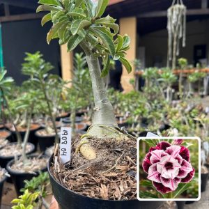 1908 04 Big Caudex Lys