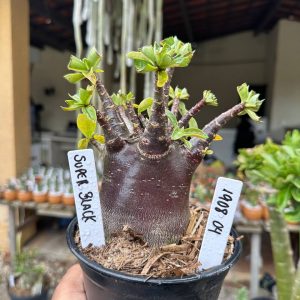 1908 04 Arabicum Super Black F3
