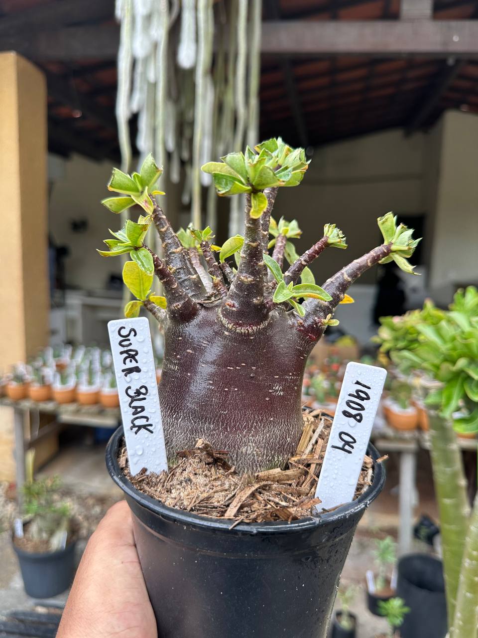 1908 04 Arabicum Super Black F3