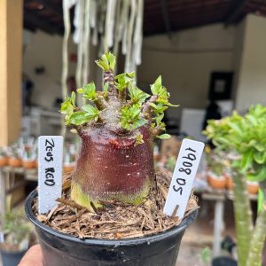1908 05 Arabicum Zeus Red F3