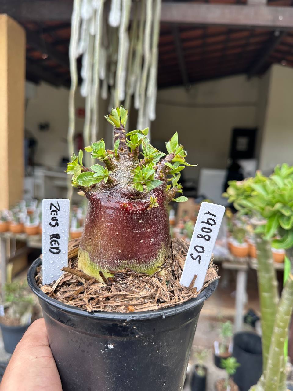 1908 05 Arabicum Zeus Red F3