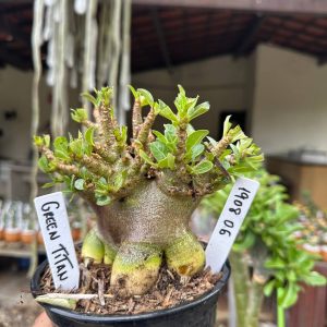 1908 06 Arabicum Green Titã F3