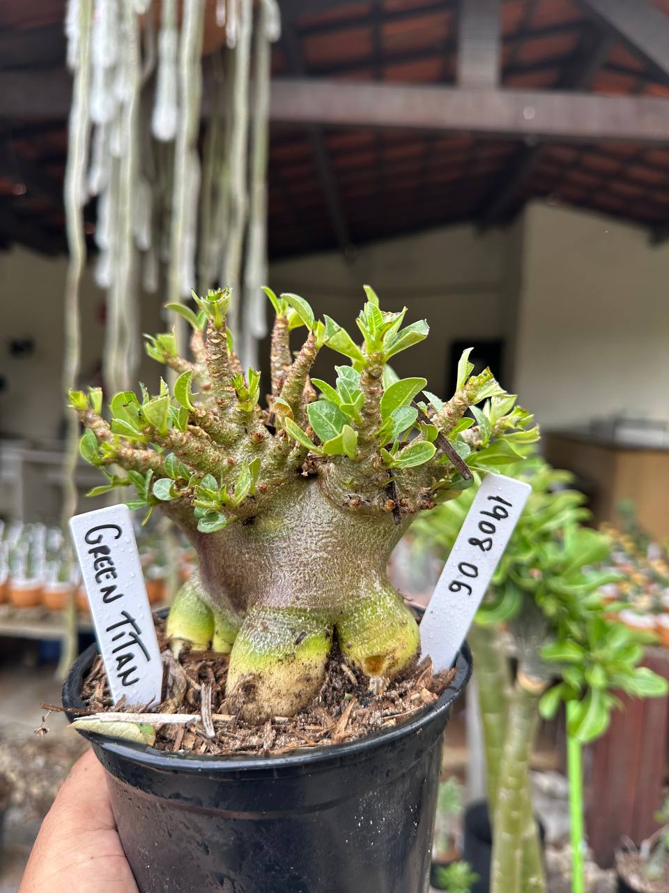 1908 06 Arabicum Green Titã F3