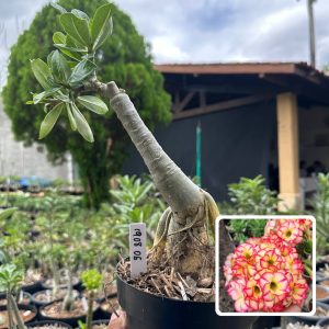 1908 06 Big Caudex Tropical