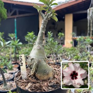 1908 07 Big Caudex Ciclope