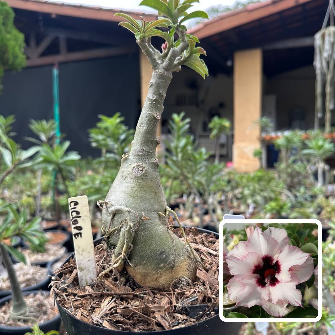 1908 07 Big Caudex Ciclope