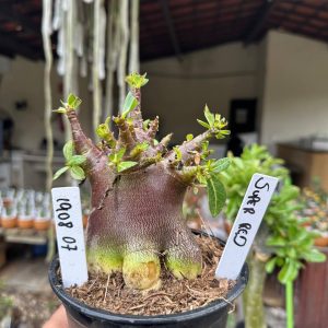 1908 07 Arabicum Super Red F3