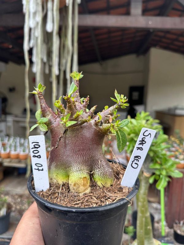 Arabicum Super Red F3