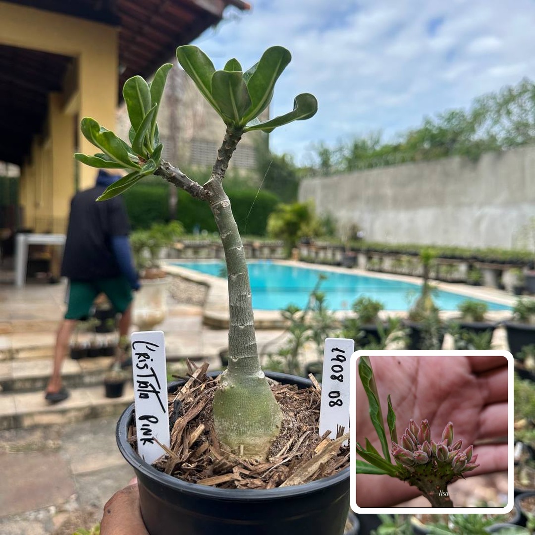 1908 08 Rosa do Deserto Cristata Pink