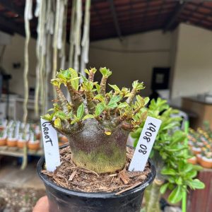 1908 08 Arabicum Groot F3