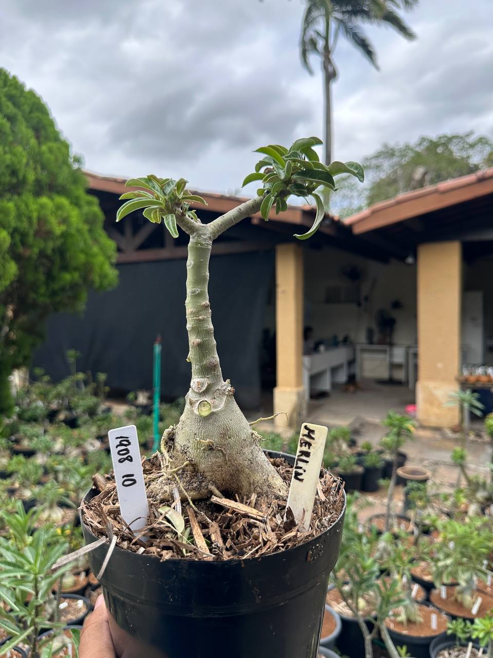 1908 10 Big Caudex Merlin
