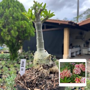 1908 11 Big Caudex Acacia