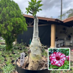 1908 12 Big Caudex Hanna