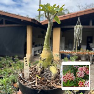 1908 14 Big Caudex Acacia