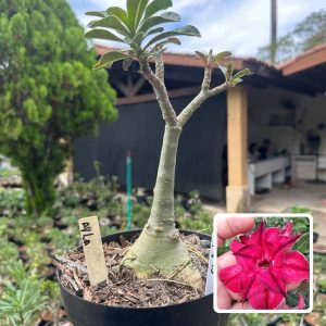 1908 15 Big Caudex Ayla