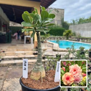 1908 15 Rosa do Deserto Pêssego