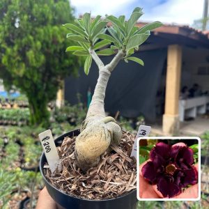 1908 19 Big Caudex P200