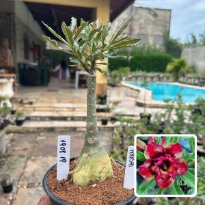1908 20 Rosa do Deserto Arashi