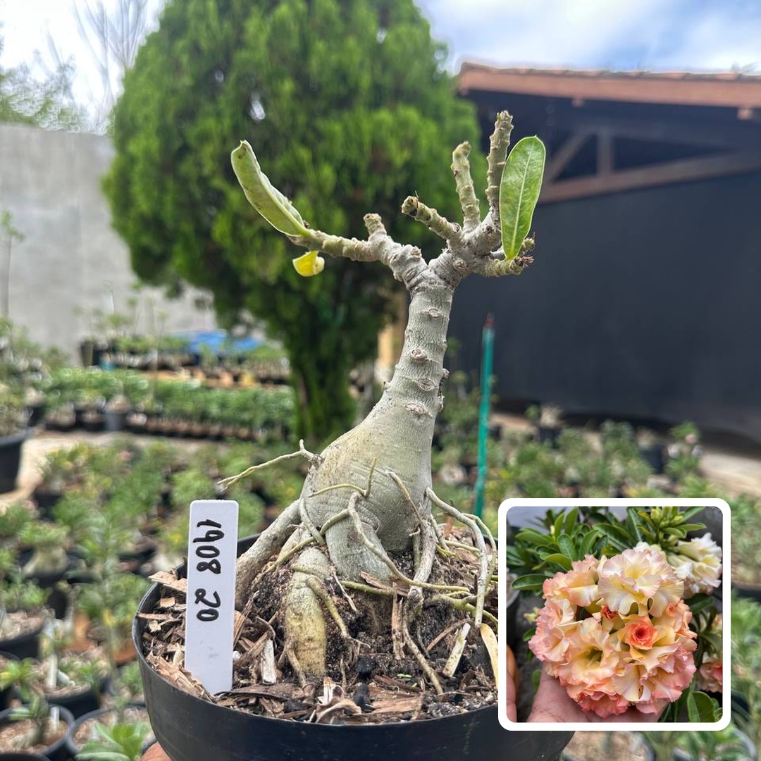 1908 20 Big Caudex Sol Poente