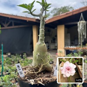 1908 23 Big Caudex Luna