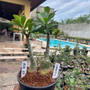 1908 23 Rosa do Deserto Mirabilis-2
