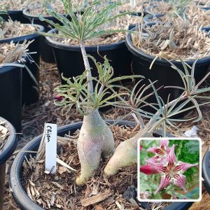 1908 24 Rosa do Deserto Crispum
