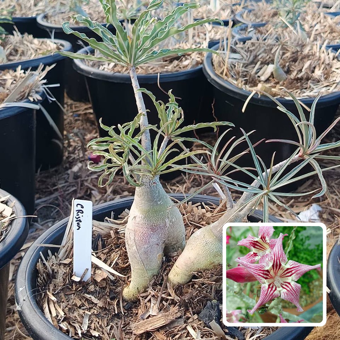 1908 24 Rosa do Deserto Crispum