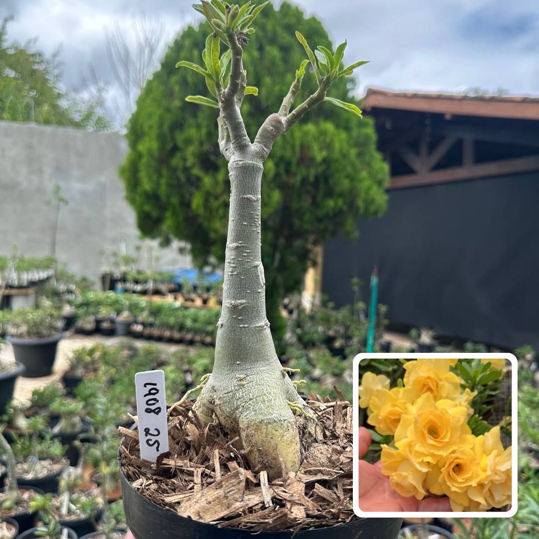 1908 25 Big Caudex Sunrise