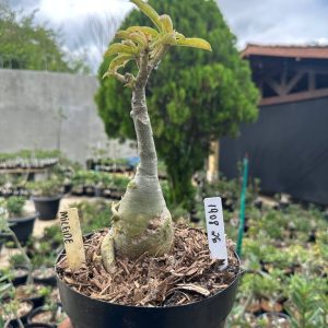 1908 26 Big Caudex Mileide