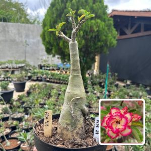1908 28 Big Caudex Arm 45