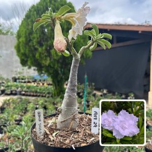1908 29 Big Caudex Branca Tripla