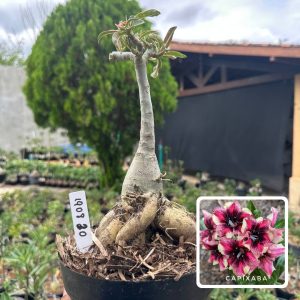 1908 30 Big Caudex Capixaba