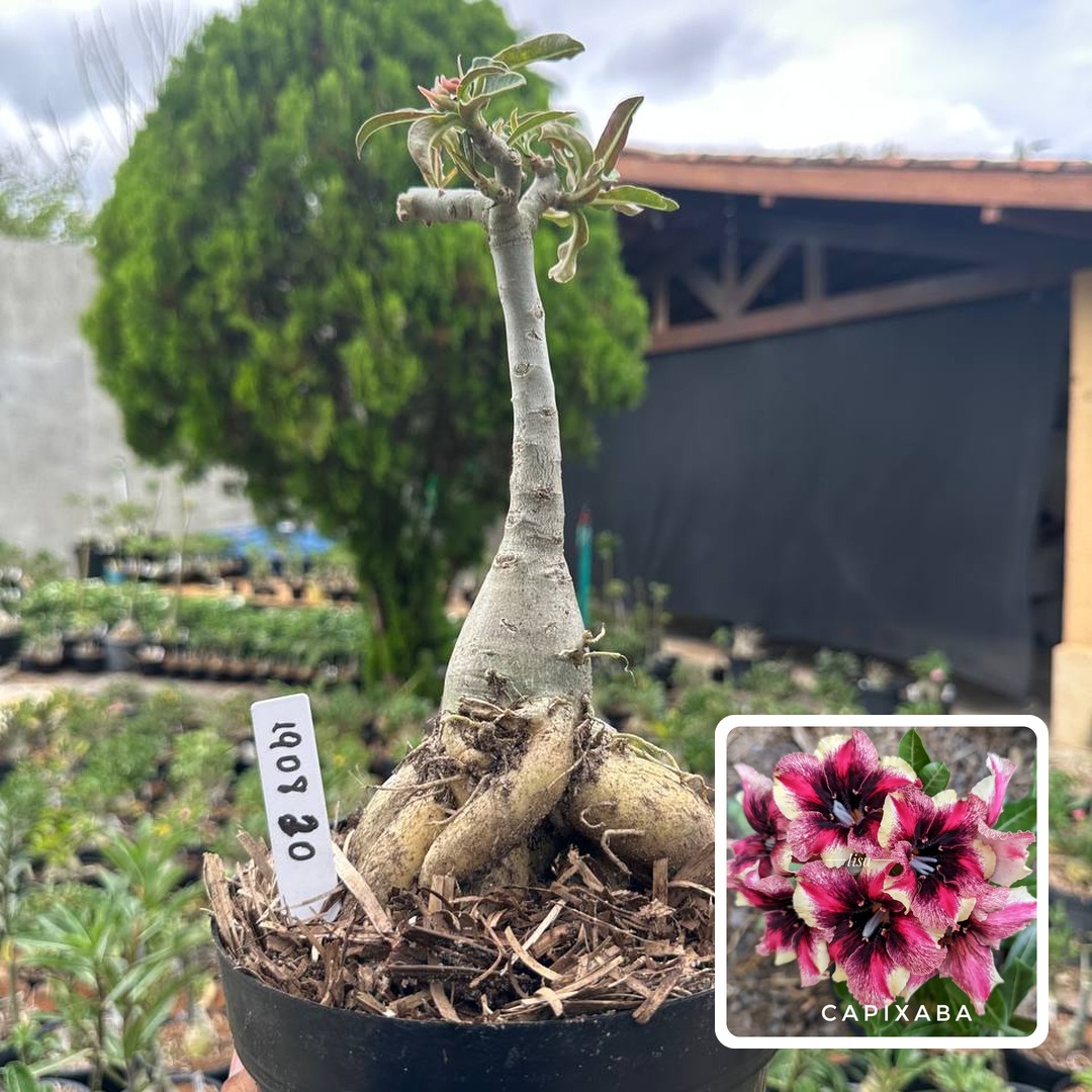 1908 30 Big Caudex Capixaba