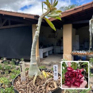 1908 33 Big Caudex rihanna