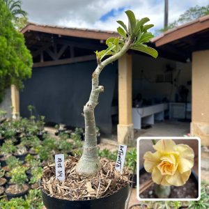 1908 34 Big Caudex Antonieta