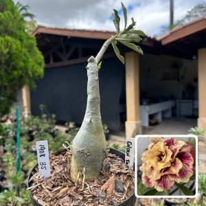 1908 35 Big Caudex Golden Faith