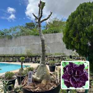 1908 37 Big Caudex Céu Estrelado