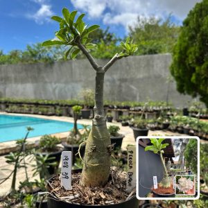 1908 39 Big Caudex Pérola Buquê