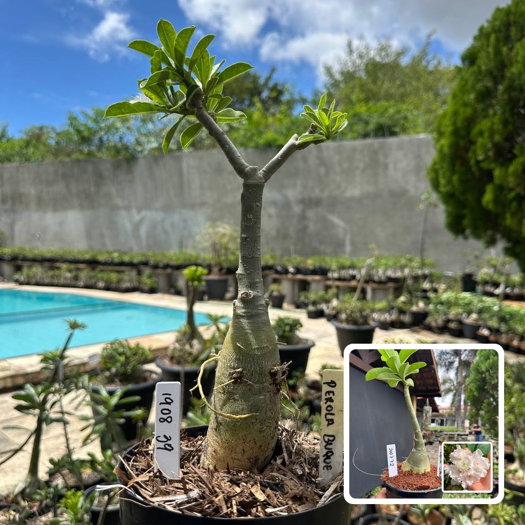 1908 39 Big Caudex Pérola Buquê