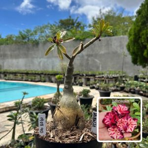 1908 40 Big Caudex Miracle