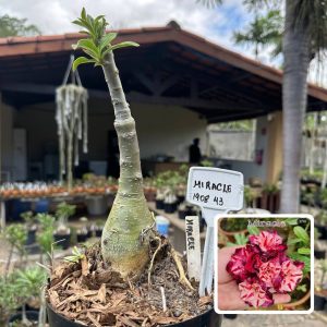 1908 43 Big Caudex Miracle