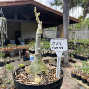 1908 44 Big Caudex LK 528