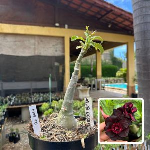 1908 50 Big Caudex Trufa Negra